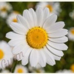 Hello! Back To Selling!